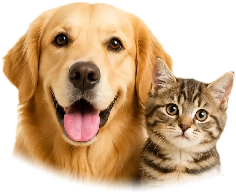 A golden retriever and a tabby kitten