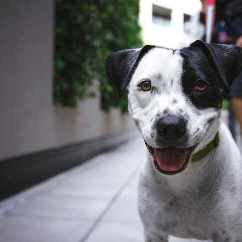 Max waits. 63 days in foster, 14 likes, no applications.